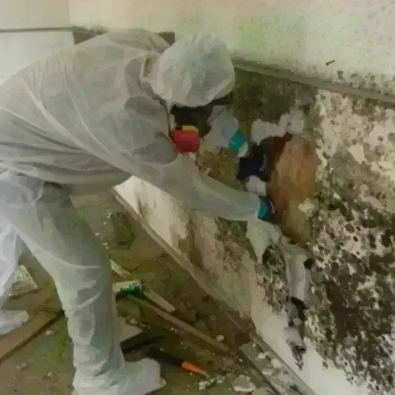 Mold Remediation and Removal in Mechanicsburg, PA